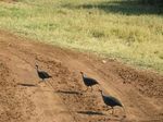 14241 Guinea fowl crossing the road.jpg